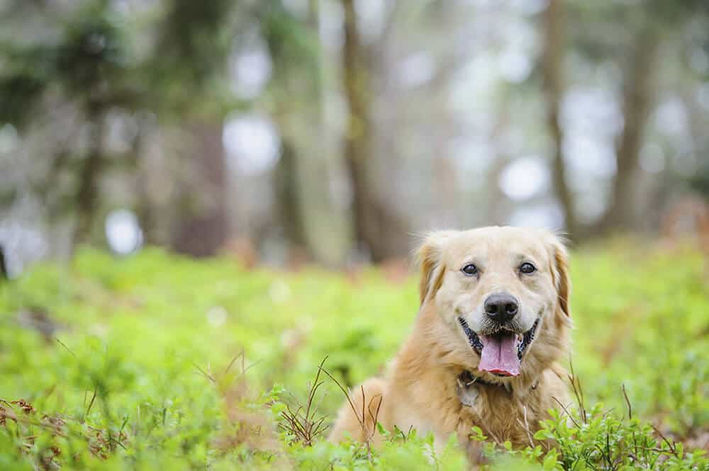 Happy dog